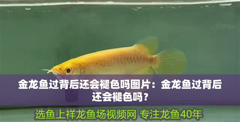 金龍魚過背后還會褪色嗎圖片：金龍魚過背后還會褪色嗎？