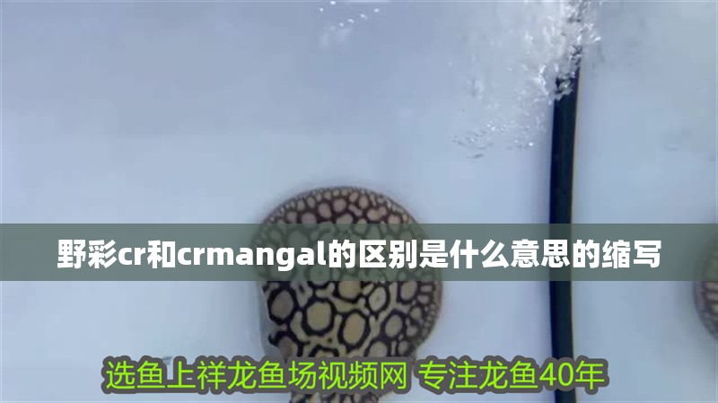 詳細(xì)閱讀:野彩cr和crmangal的區(qū)別是什么意思的縮寫(xiě) 野彩cr和crmangal的區(qū)別是什么意思的縮寫(xiě)