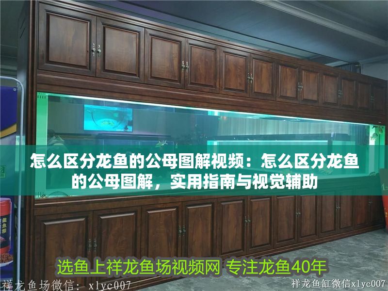 怎么區(qū)分龍魚的公母圖解視頻：怎么區(qū)分龍魚的公母圖解，實用指南與視覺輔助