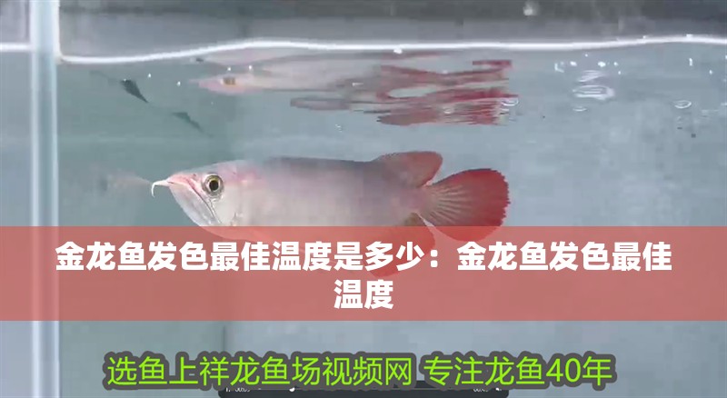 金龍魚發色最佳溫度是多少：金龍魚發色最佳溫度