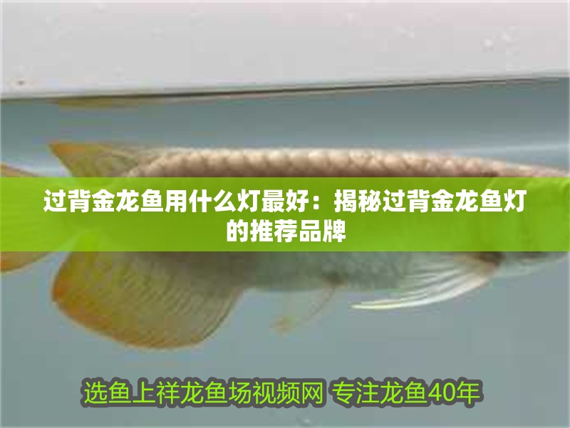 過(guò)背金龍魚(yú)用什么燈最好：揭秘過(guò)背金龍魚(yú)燈的推薦品牌