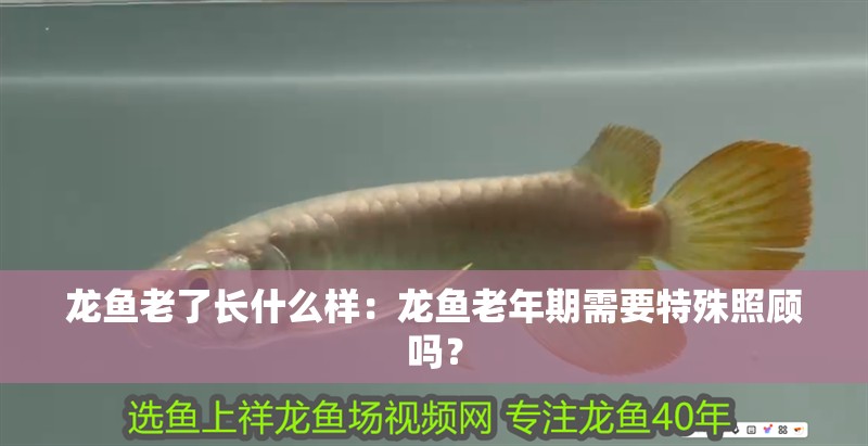 龍魚老了長什么樣：龍魚老年期需要特殊照顧嗎？ 龍魚老了長什么樣：龍魚老年期需要特殊照顧嗎？ 水族問答