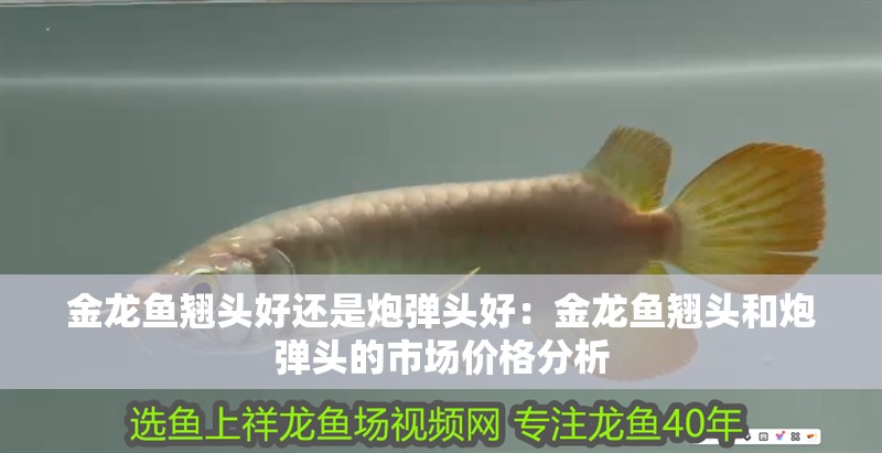 金龍魚翹頭好還是炮彈頭好：金龍魚翹頭和炮彈頭的市場價格分析