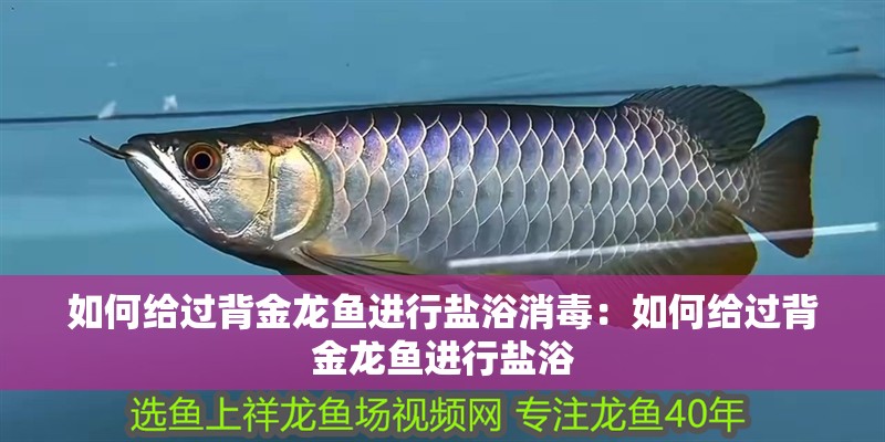 如何給過背金龍魚進行鹽浴消毒：如何給過背金龍魚進行鹽浴