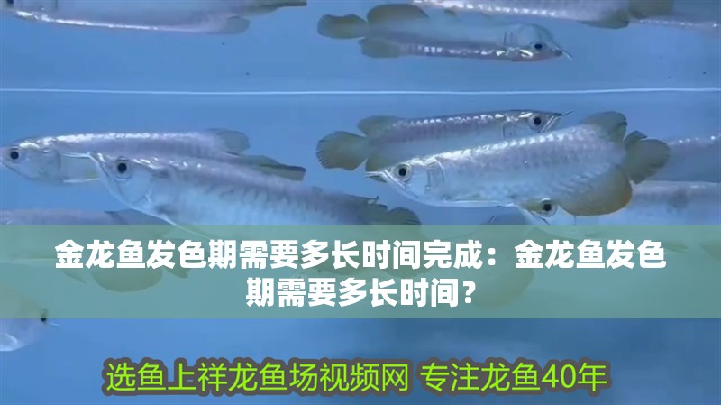 金龍魚發色期需要多長時間完成：金龍魚發色期需要多長時間？ 金龍魚發色期需要多長時間完成：金龍魚發色期需要多長時間？ 水族問答