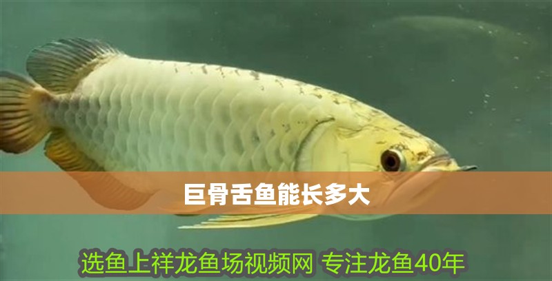 巨骨舌魚能長多大