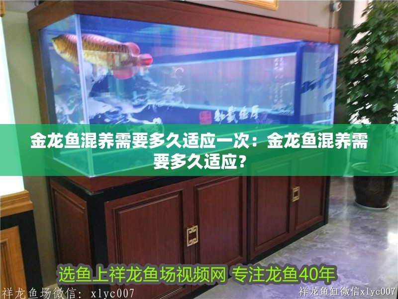 金龍魚混養需要多久適應一次：金龍魚混養需要多久適應？