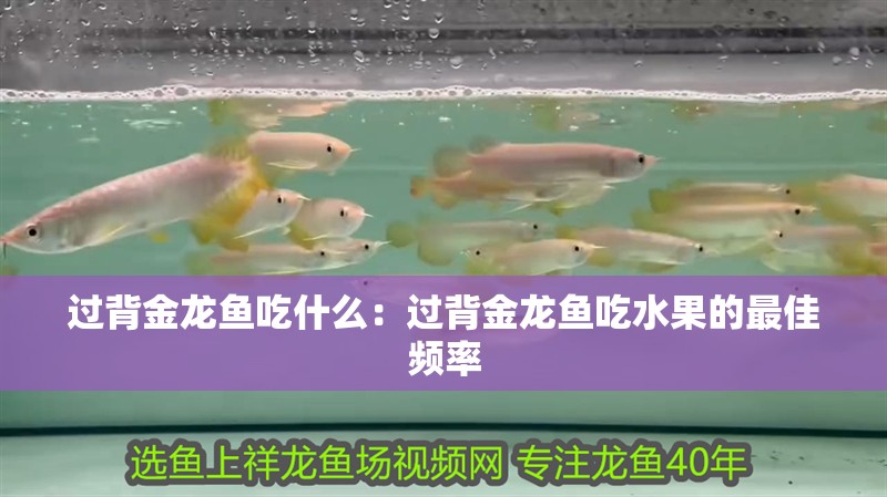 過(guò)背金龍魚吃什么：過(guò)背金龍魚吃水果的最佳頻率