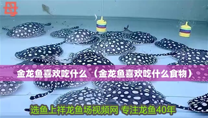 魚缸過濾器選購指南:自制魚缸過濾器魚缸上置過濾器對于養魚愛好者的必備知識 金龍魚喜歡吃什么 (金龍魚喜歡吃什么食物) 觀賞魚百科 金龍魚喜歡吃什么 (金龍魚喜歡吃什么食物) 金龍魚喜歡吃什么 (金龍魚喜歡吃什么食物) 觀賞魚百科