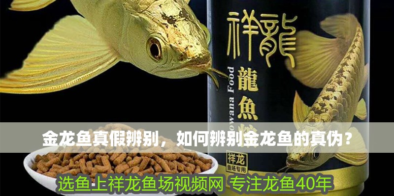 金龍魚真假辨別，如何辨別金龍魚的真偽？ 金龍魚真假辨別，如何辨別金龍魚的真偽？ 觀賞魚百科
