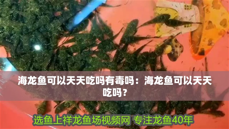 海龍魚可以天天吃嗎有毒嗎：海龍魚可以天天吃嗎？