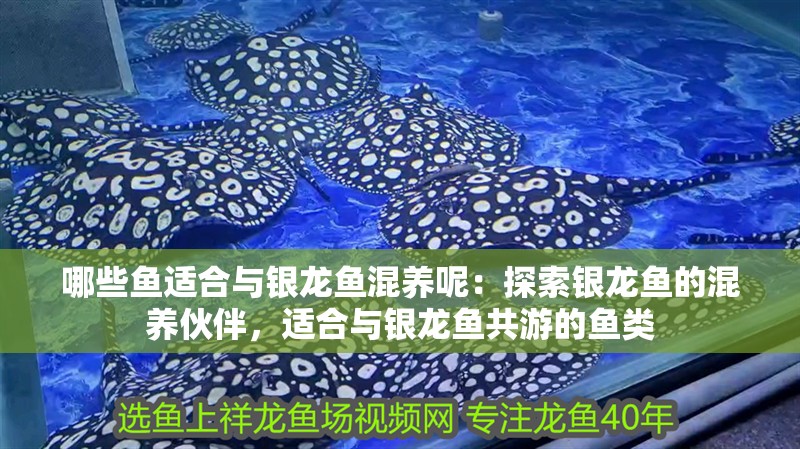 魚缸用增氧泵價格是多少:魚缸增氧機-xtrac增氧機-xtrac增氧機 哪些魚適合與銀龍魚混養呢:探索銀龍魚的混養伙伴,適合與銀龍魚共游的魚類 水族問答 哪些魚適合與銀龍魚混養呢:探索銀龍魚的混養伙伴,適合與銀龍魚共游的魚類 哪些魚適合與銀龍魚混養呢:探索銀龍魚的混養伙伴,適合與銀龍魚共游的魚類 水族問答