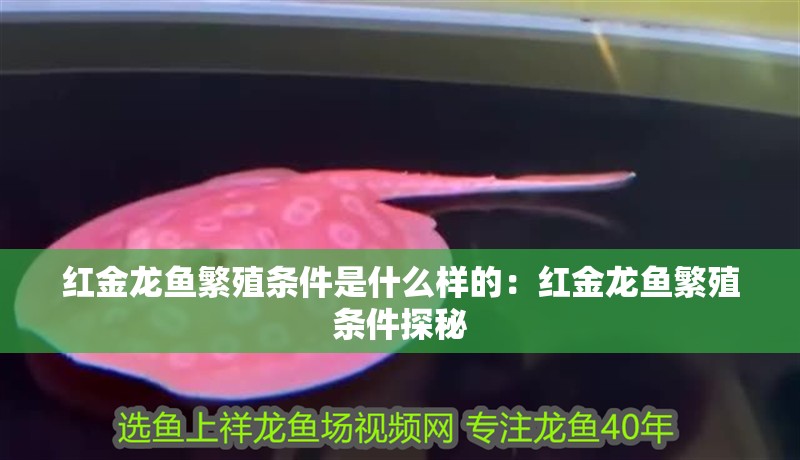 紅金龍魚繁殖條件是什么樣的：紅金龍魚繁殖條件探秘