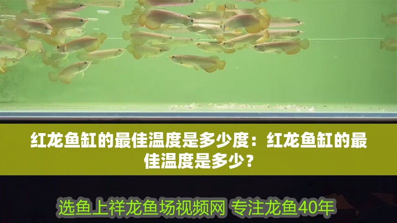 紅龍魚缸的最佳溫度是多少度：紅龍魚缸的最佳溫度是多少？