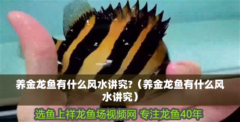 養金龍魚有什么風水講究?（養金龍魚有什么風水講究）