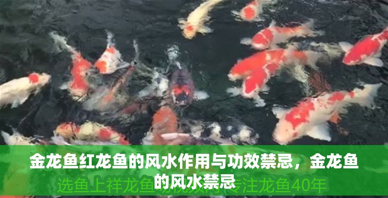 金龍魚紅龍魚的風(fēng)水作用與功效禁忌，金龍魚的風(fēng)水禁忌 金龍魚紅龍魚的風(fēng)水作用與功效禁忌，金龍魚的風(fēng)水禁忌 龍魚百科 第6張