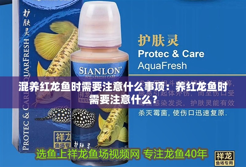 混養紅龍魚時需要注意什么事項：養紅龍魚時需要注意什么？ 混養紅龍魚時需要注意什么事項：養紅龍魚時需要注意什么？ 水族問答