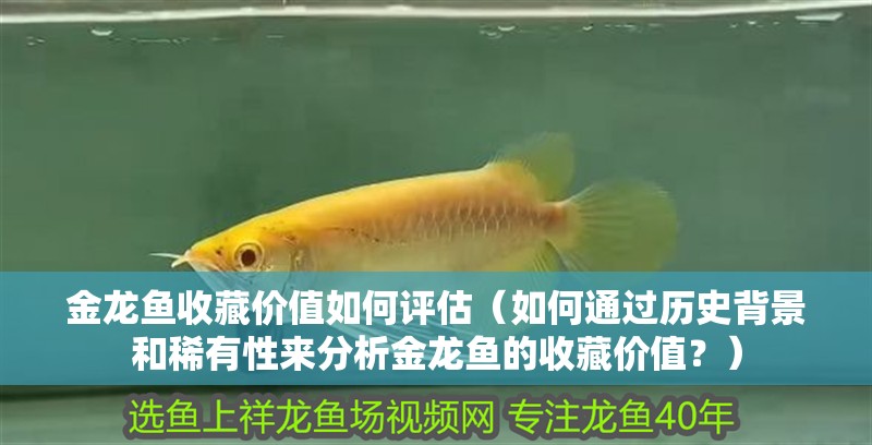 金龍魚收藏價值如何評估（如何通過歷史背景和稀有性來分析金龍魚的收藏價值？）