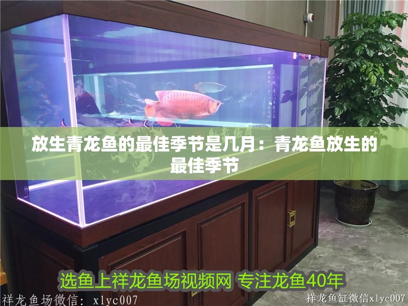 放生青龍魚的最佳季節是幾月：青龍魚放生的最佳季節