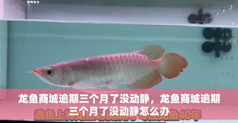 龍魚商城逾期三個月了沒動靜，龍魚商城逾期三個月了沒動靜怎么辦 龍魚商城逾期三個月了沒動靜，龍魚商城逾期三個月了沒動靜怎么辦 龍魚百科 第2張
