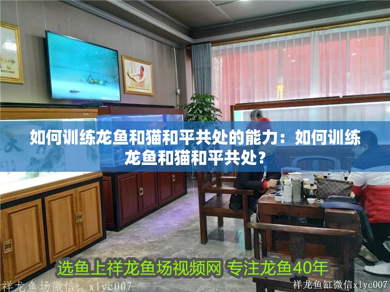 如何訓練龍魚和貓和平共處的能力：如何訓練龍魚和貓和平共處？