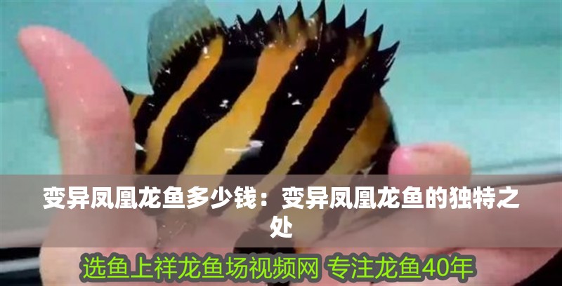 變異鳳凰龍魚多少錢：變異鳳凰龍魚的獨特之處 變異鳳凰龍魚多少錢：變異鳳凰龍魚的獨特之處 水族問答