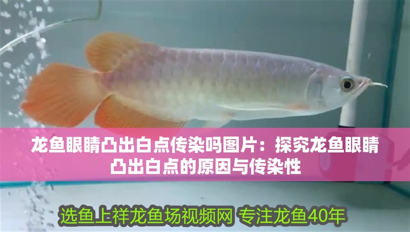 魚缸用增氧泵價格是多少:魚缸增氧機-xtrac增氧機-xtrac增氧機 龍魚眼睛凸出白點傳染嗎圖片:探究龍魚眼睛凸出白點的原因與傳染性 水族問答 龍魚眼睛凸出白點傳染嗎圖片:探究龍魚眼睛凸出白點的原因與傳染性 龍魚眼睛凸出白點傳染嗎圖片:探究龍魚眼睛凸出白點的原因與傳染性 水族問答