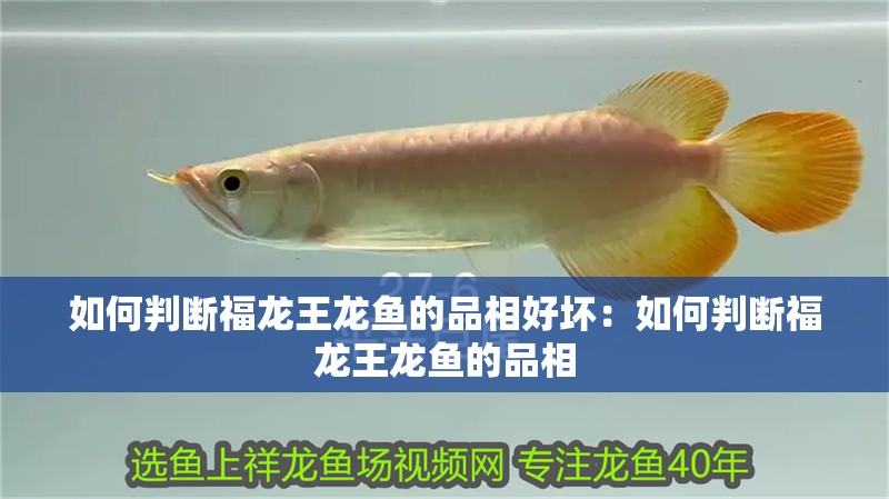 如何判斷福龍王龍魚的品相好壞：如何判斷福龍王龍魚的品相