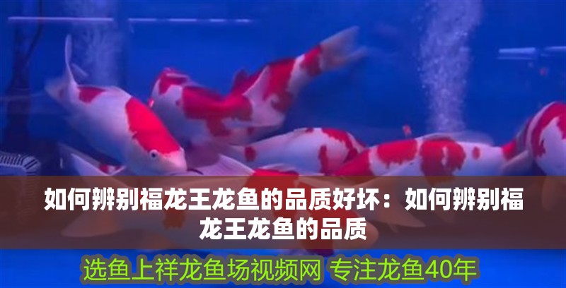 我的虎魚真菌感染了要怎么處理 如何辨別福龍王龍魚的品質好壞:如何辨別福龍王龍魚的品質 水族問答 如何辨別福龍王龍魚的品質好壞:如何辨別福龍王龍魚的品質 如何辨別福龍王龍魚的品質好壞:如何辨別福龍王龍魚的品質 水族問答