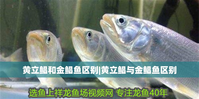 黃立鯧和金鯧魚區別|黃立鯧與金鯧魚區別 黃立鯧和金鯧魚區別|黃立鯧與金鯧魚區別 龍魚論壇