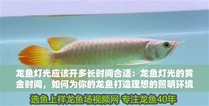 龍魚燈光應該開多長時間合適：龍魚燈光的黃金時間，如何為你的龍魚打造理想的照明環境 龍魚燈光應該開多長時間合適：龍魚燈光的黃金時間，如何為你的龍魚打造理想的照明環境 水族問答