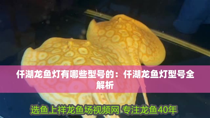 仟湖龍魚燈有哪些型號的：仟湖龍魚燈型號全解析