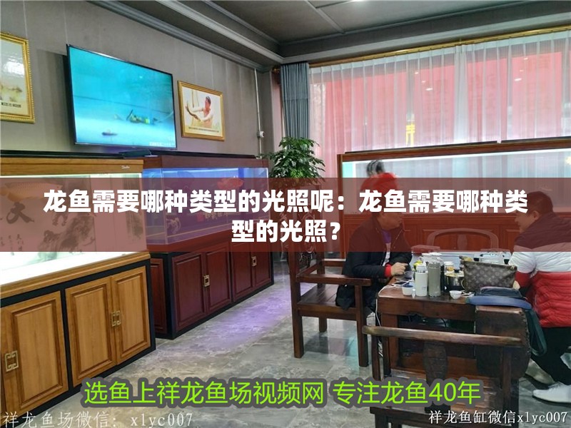 龍魚需要哪種類型的光照呢：龍魚需要哪種類型的光照？