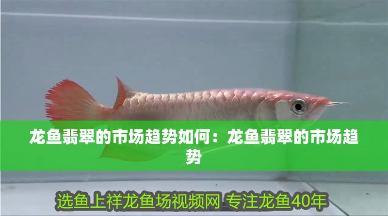 龍魚翡翠的市場趨勢如何：龍魚翡翠的市場趨勢 龍魚翡翠的市場趨勢如何：龍魚翡翠的市場趨勢 水族問答