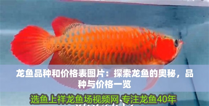 龍魚品種和價格表圖片：探索龍魚的奧秘，品種與價格一覽