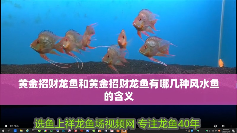 黃金招財龍魚和黃金招財龍魚有哪幾種風水魚的含義 黃金招財龍魚和黃金招財龍魚有哪幾種風水魚的含義 觀賞魚百科