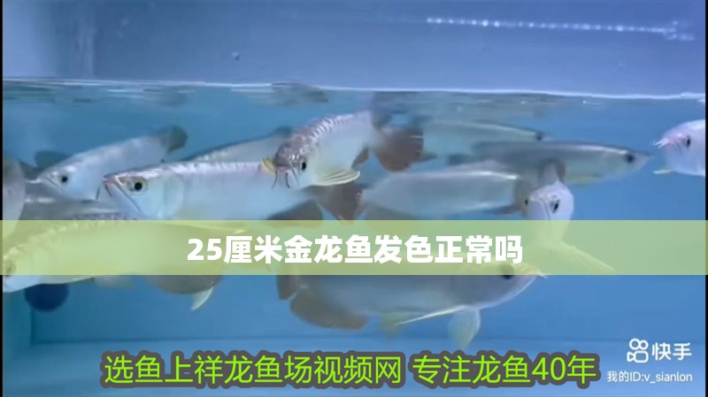 25厘米金龍魚發色正常嗎 25厘米金龍魚發色正常嗎 觀賞魚百科