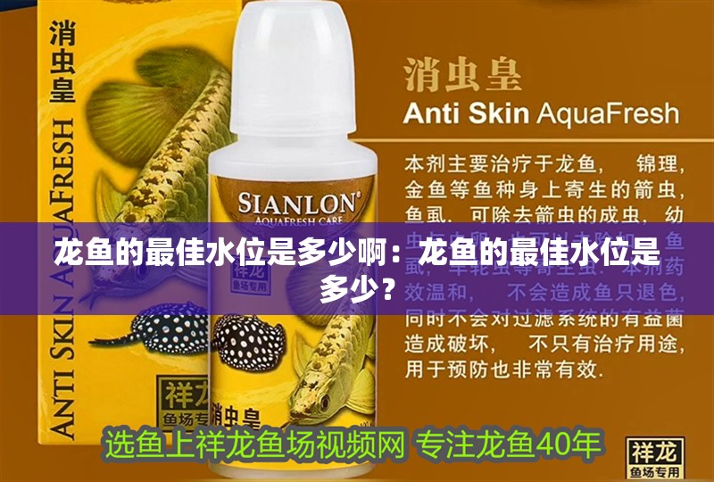 龍魚的最佳水位是多少啊：龍魚的最佳水位是多少？ 龍魚的最佳水位是多少啊：龍魚的最佳水位是多少？ 水族問答