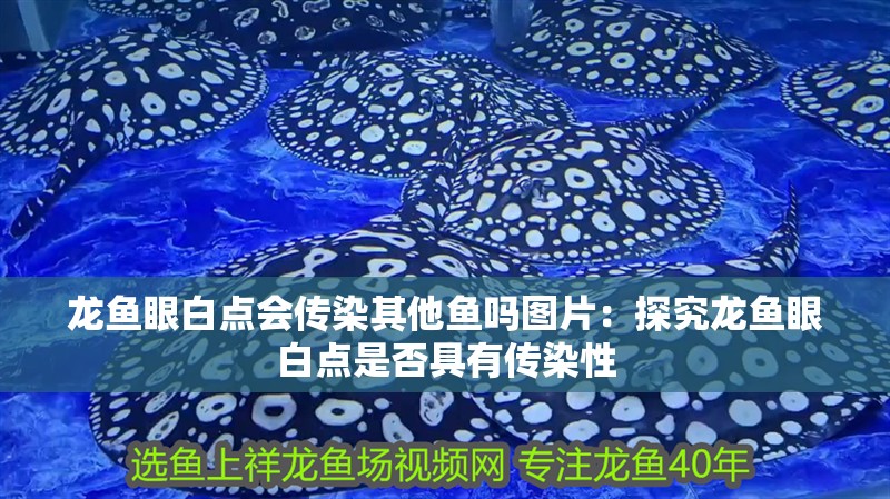 魚缸用增氧泵價(jià)格是多少:魚缸增氧機(jī)-xtrac增氧機(jī)-xtrac增氧機(jī) 龍魚眼白點(diǎn)會(huì)傳染其他魚嗎圖片:探究龍魚眼白點(diǎn)是否具有傳染性 水族問答 龍魚眼白點(diǎn)會(huì)傳染其他魚嗎圖片:探究龍魚眼白點(diǎn)是否具有傳染性 龍魚眼白點(diǎn)會(huì)傳染其他魚嗎圖片:探究龍魚眼白點(diǎn)是否具有傳染性 水族問答