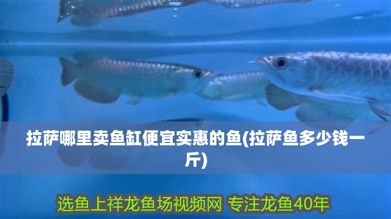 拉薩哪里賣魚缸便宜實惠的魚(拉薩魚多少錢一斤) 拉薩哪里賣魚缸便宜實惠的魚(拉薩魚多少錢一斤) 觀賞魚百科