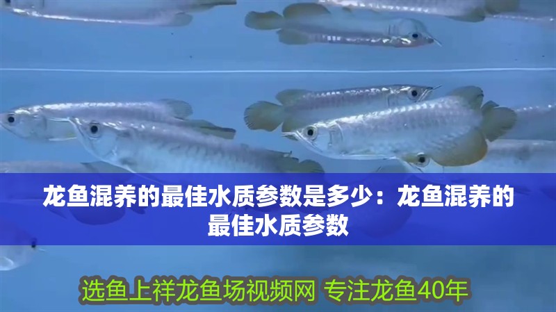 龍魚混養(yǎng)的最佳水質(zhì)參數(shù)是多少：龍魚混養(yǎng)的最佳水質(zhì)參數(shù)