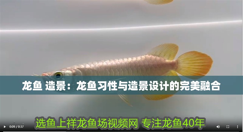 龍魚 造景：龍魚習(xí)性與造景設(shè)計的完美融合