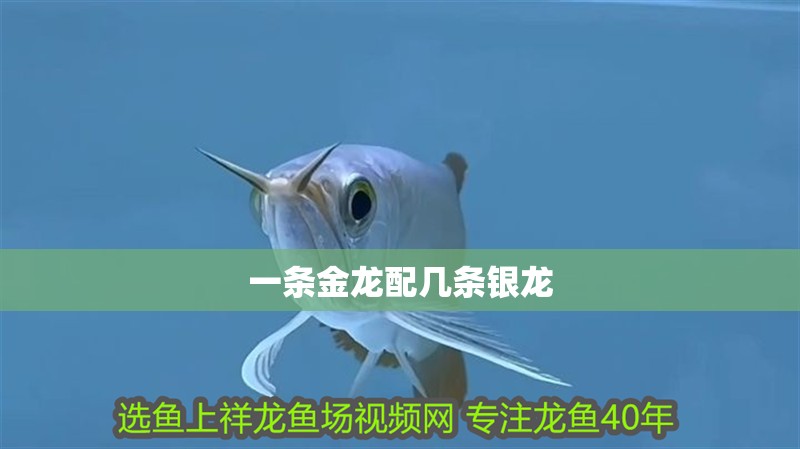 魚缸造景先放沙還是先放水(魚缸造景先鋪沙還是先放石頭) 一條金龍配幾條銀龍 觀賞魚百科 一條金龍配幾條銀龍 一條金龍配幾條銀龍 觀賞魚百科