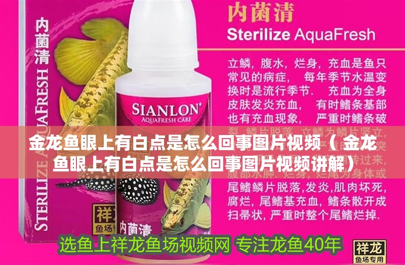 紅龍魚用黃燈烤有用嗎 金龍魚眼上有白點是怎么回事圖片視頻( 金龍魚眼上有白點是怎么回事圖片視頻講解) 觀賞魚百科 金龍魚眼上有白點是怎么回事圖片視頻( 金龍魚眼上有白點是怎么回事圖片視頻講解) 金龍魚眼上有白點是怎么回事圖片視頻( 金龍魚眼上有白點是怎么回事圖片視頻講解) 觀賞魚百科