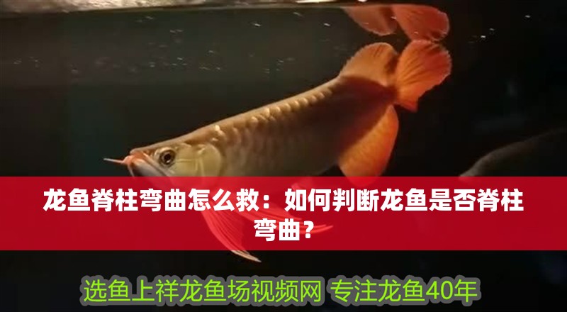 龍魚脊柱彎曲怎么救：如何判斷龍魚是否脊柱彎曲？ 龍魚脊柱彎曲怎么救：如何判斷龍魚是否脊柱彎曲？ 水族問答