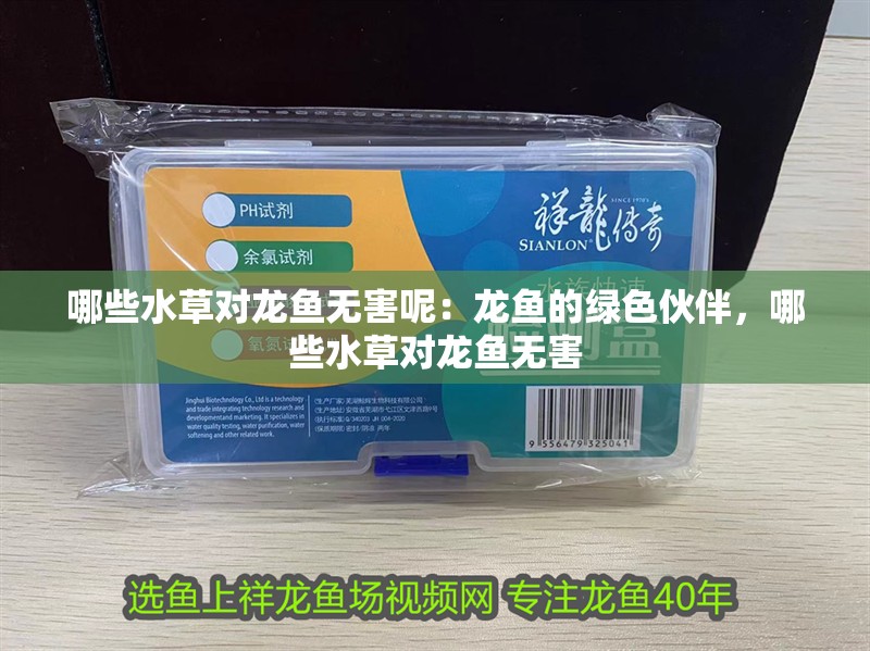 哪些水草對龍魚無害呢：龍魚的綠色伙伴，哪些水草對龍魚無害