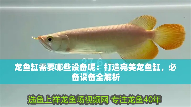 龍魚缸需要哪些設(shè)備呢：打造完美龍魚缸，必備設(shè)備全解析