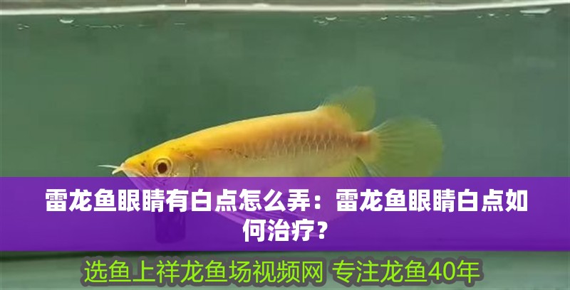 雷龍魚眼睛有白點怎么弄：雷龍魚眼睛白點如何治療？