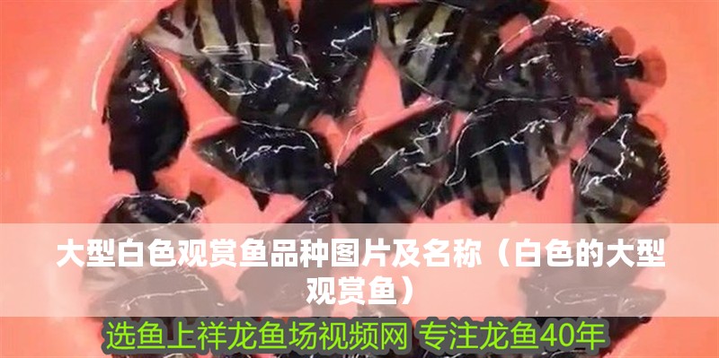 大型白色觀賞魚品種圖片及名稱（白色的大型觀賞魚） 大型白色觀賞魚品種圖片及名稱（白色的大型觀賞魚） 觀賞魚百科