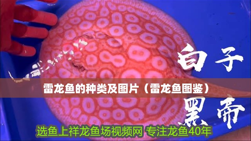 雷龍魚的種類及圖片（雷龍魚圖鑒） 雷龍魚的種類及圖片（雷龍魚圖鑒） 觀賞魚百科